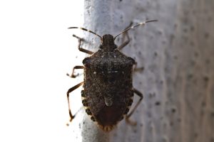 tick pest control