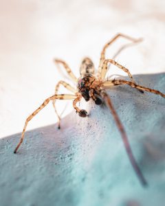 get rid of spider